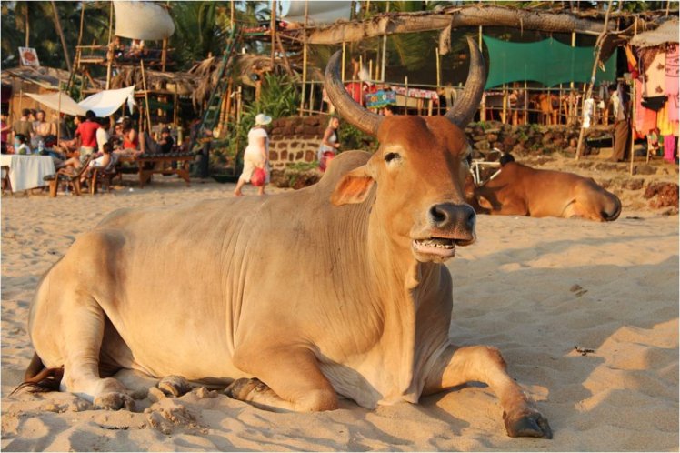 171534_499701924666_6768168_o